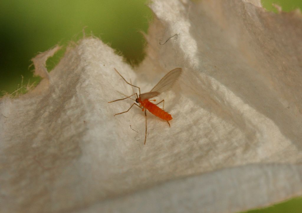 Moscerino su bosso: fam. Cecidomyiidae (cf.)